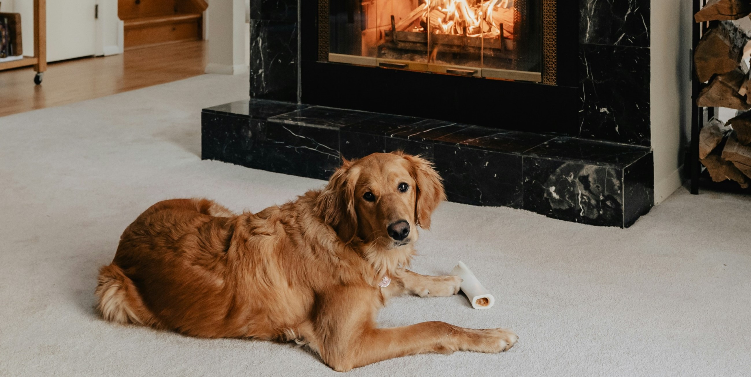 Vinterklær til hund