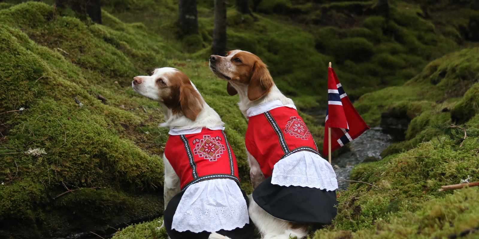 Dogs of Norway